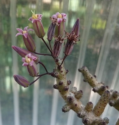 DSC_0138.JPG (113.36 KiB) 16775 mal betrachtet Tylecodon buchholzianus