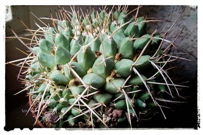 Mammillaria_bernalensis_resized.jpeg (406.52 KiB) 17154 mal betrachtet "Meine" bernalensis