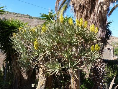Aloe dichotoma (640x480).jpg