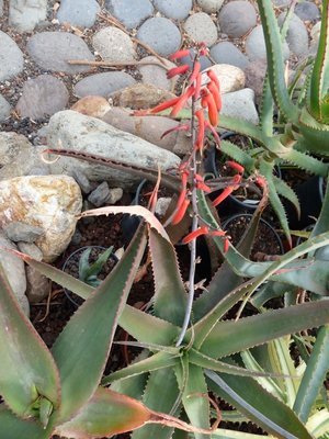 Aloe bulbilifera ssp. pauliana Blüten (600x800).jpg