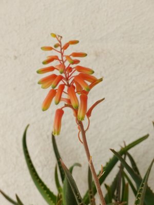 Aloe forbesii, Blüte (600x800).jpg