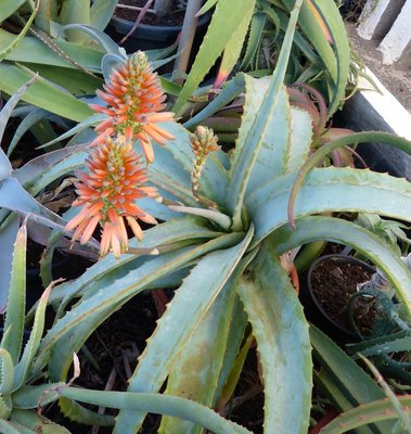 Aloe hardyi mit Blüten (757x800).jpg