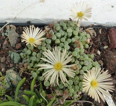 Fenestraria rhopalophylla ssp.rhopalo. (800x731).jpg