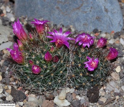 Mammi,Parodia 017.JPG