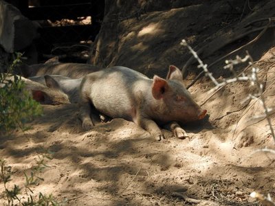 foto-009.JPG (135.95 KiB) 12363 mal betrachtet foto-009.JPG