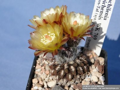 E.  heinrichiana