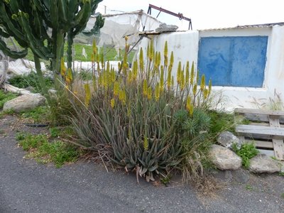 Aloe vera am Strassenrand (800x600).jpg