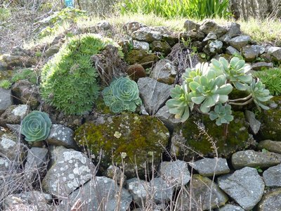 Aeonium Spezies (800x600).jpg