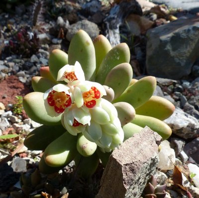 Pachyphytum oviferum (800x794).jpg