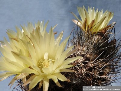 2010 06 04 056_klein.jpg (111.83 KiB) 10821 mal betrachtet Eriosyce taltalensis ssp. paucicostata/ Py. neohankeanus var. flaviflorus