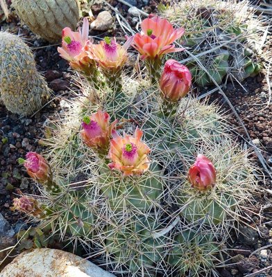 Echinocereus coccineus, Blüten, Fraß (783x800).jpg