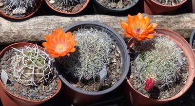 Echinocereus trig. v mojavensis, Blüten (800x435).jpg