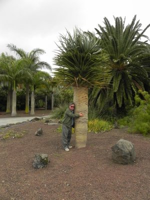 Dracaena tamaranae, Wolfgang (600x800).jpg