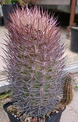 DSC_0001.JPG (194.59 KiB) 17903 mal betrachtet nochmal der Körper vor dem schneiden