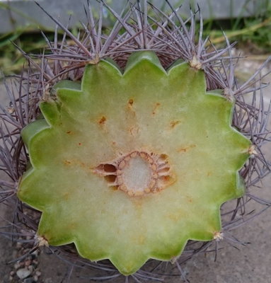 DSC_0005.JPG (135.8 KiB) 17903 mal betrachtet die Oberseite