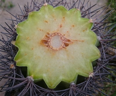 DSC_0006.JPG (116.43 KiB) 17514 mal betrachtet die Unterseite