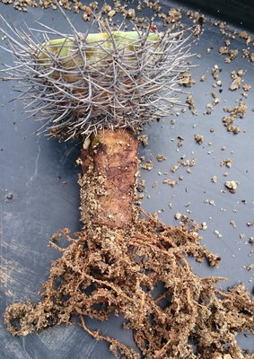 DSC_0010.JPG (205.34 KiB) 17514 mal betrachtet der verbliebene Stumpf