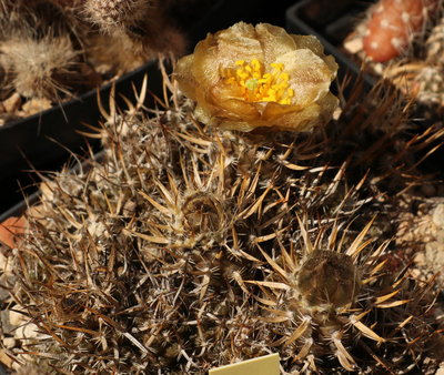 Pterocactus australis