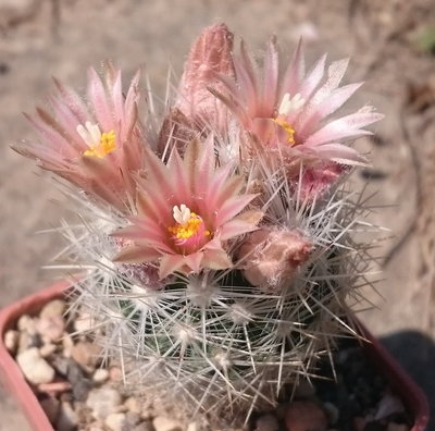 Escob_guad_SB910_DSC_0418.jpg (140.34 KiB) 17568 mal betrachtet Escobaria guadalupensis SB910