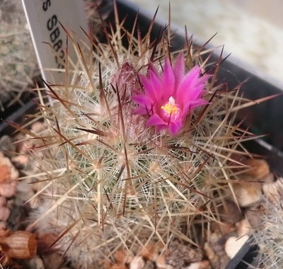 Escob_organ_SB823_DSC_0420.jpg (159.5 KiB) 17568 mal betrachtet Escobaria organensis SB823