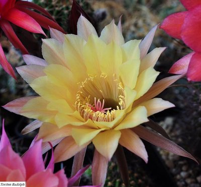 echinopsis (10).JPG