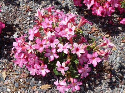 Adenium obesum rosa Blüten (800x600).jpg
