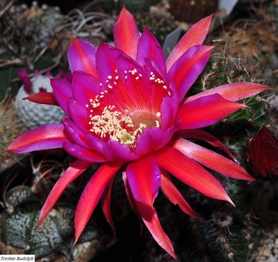 echinopsis (5).JPG