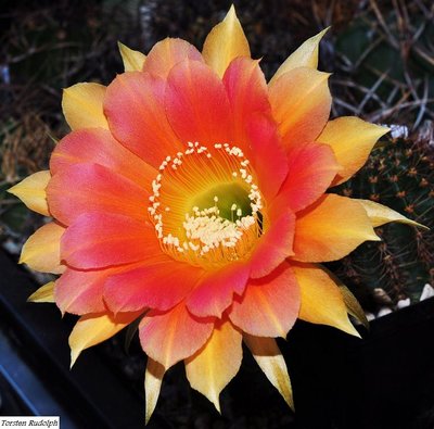 Echinopsis (7).JPG