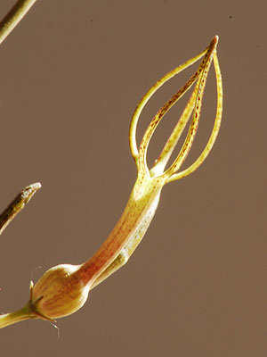 c.conrathii.130610.1.jpg