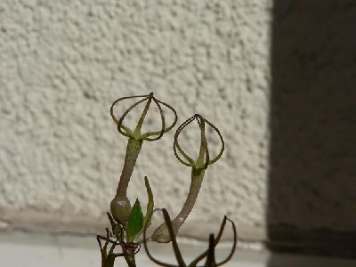C. conrathii.JPG