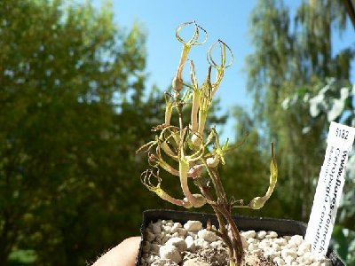 C. conrathii 2.JPG
