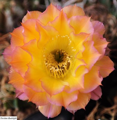 echinopsis.JPG