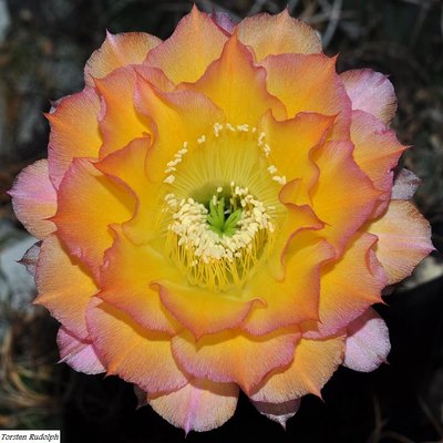 echinopsis (3).JPG