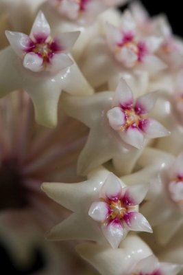 Hoya x 5.jpg