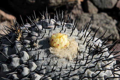 C_cinerea.JPG (61.47 KiB) 17836 mal betrachtet Copiapoa cinerea bei Taltal, CL