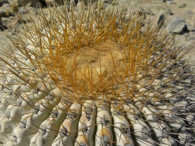 DSCN9288.JPG (165.59 KiB) 17017 mal betrachtet nördl. Taltal