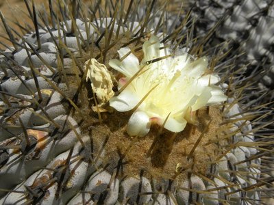 DSCN9349.JPG (141.23 KiB) 17017 mal betrachtet nördlich Paposo