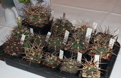 Gymnos.jpg (145.73 KiB) 21112 mal betrachtet stark bedornte Gymnocalycium Arten