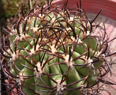 DSC_2225.JPG (248.58 KiB) 22149 mal betrachtet Eriosyce ceratistes PP924