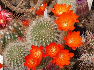 Rebutia_vallegrandensis.JPG