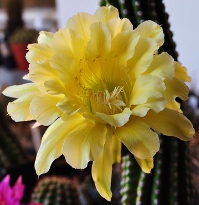 echinopsis (7).JPG