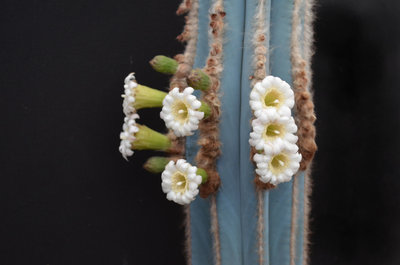 Oktober 2018 Abb. Pilosocereus hermii - Foto G. Olsthoorn.JPG