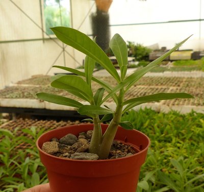 Pachypodium baronii Doppelkopf.JPG