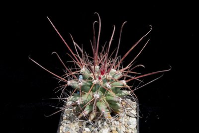 Ferobegia_X coloratus x Leuchtenbergia_Säml 20xx eigen_170722_8745-a.jpg