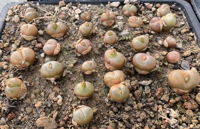 672.jpg (260.35 KiB) 18976 mal betrachtet Conophytum maughanii ex Japan, Aussaat 2011