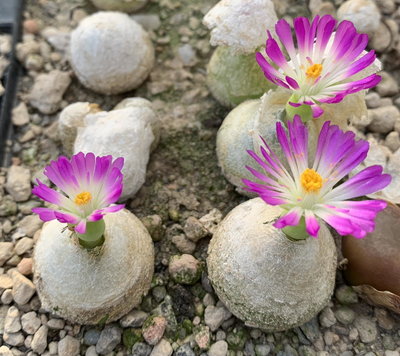 446.jpg (207.55 KiB) 18831 mal betrachtet Conophytum burgeri Aggeneys, MBB 3337