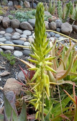 Aloe castellorum (512x800).jpg