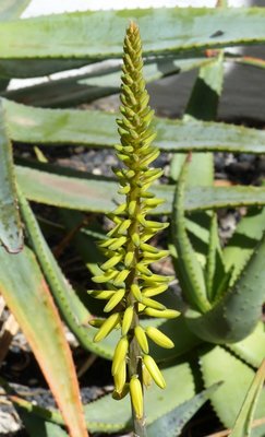Aloe vera , flower (486x800).jpg