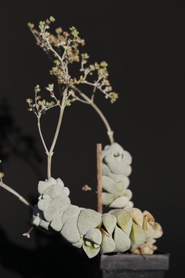 IMG_1314.JPG (98.89 KiB) 10502 mal betrachtet Crassula deceptor