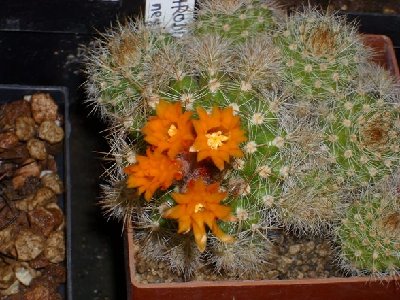 Parodia_neglecta.JPG